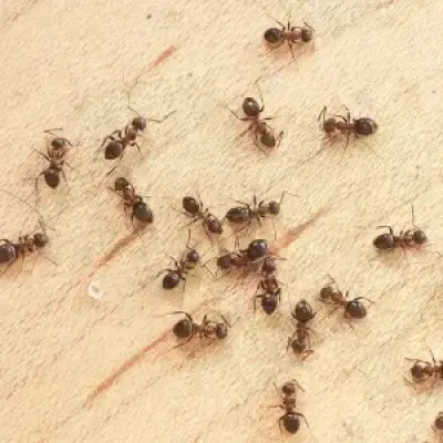 ants