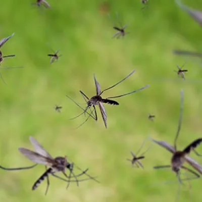 mosquito