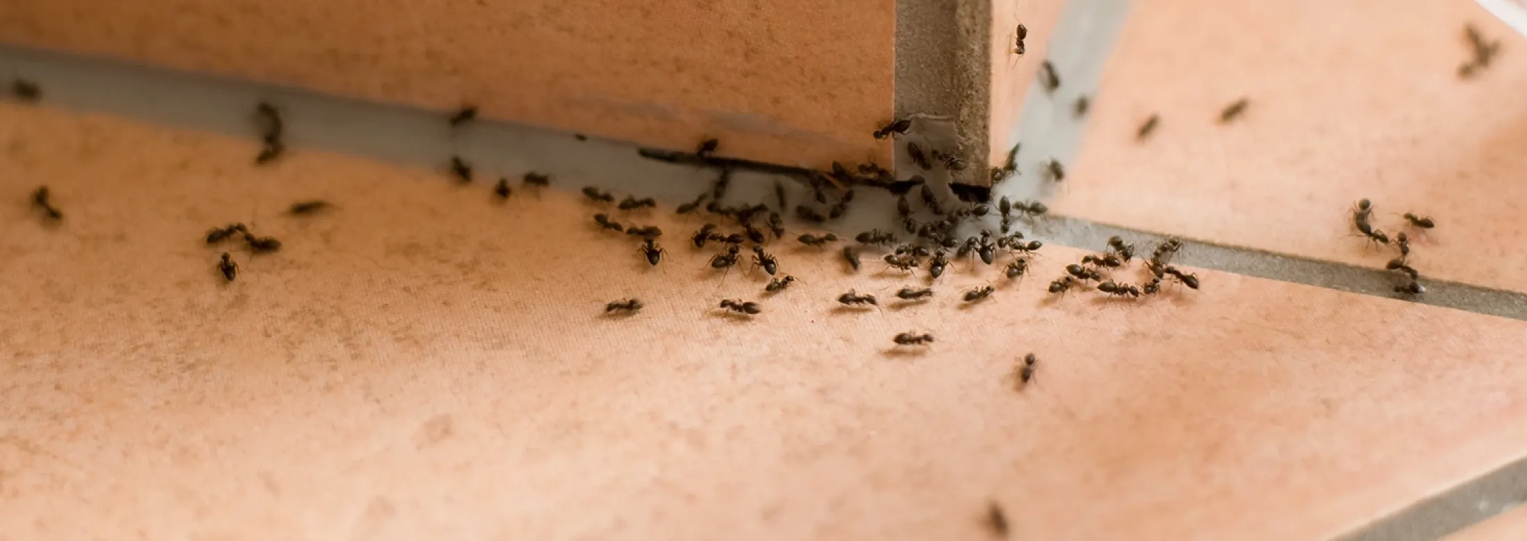 ants
