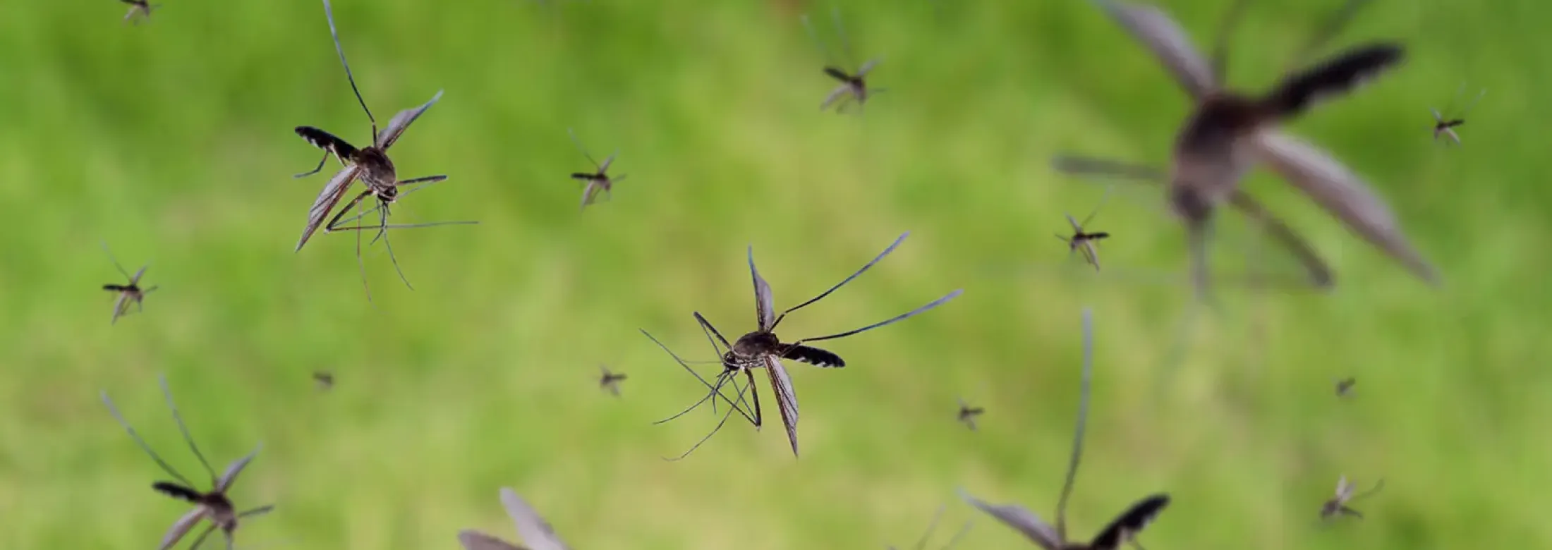 mosquitoes